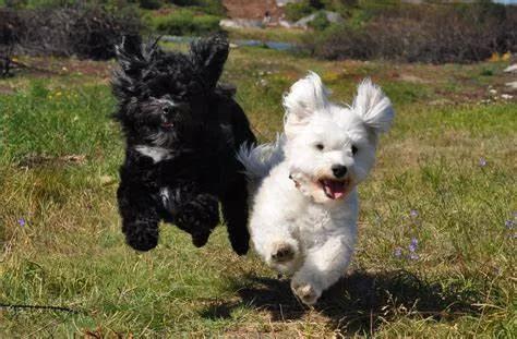 [Bredt spot] Alt-tekst til billede